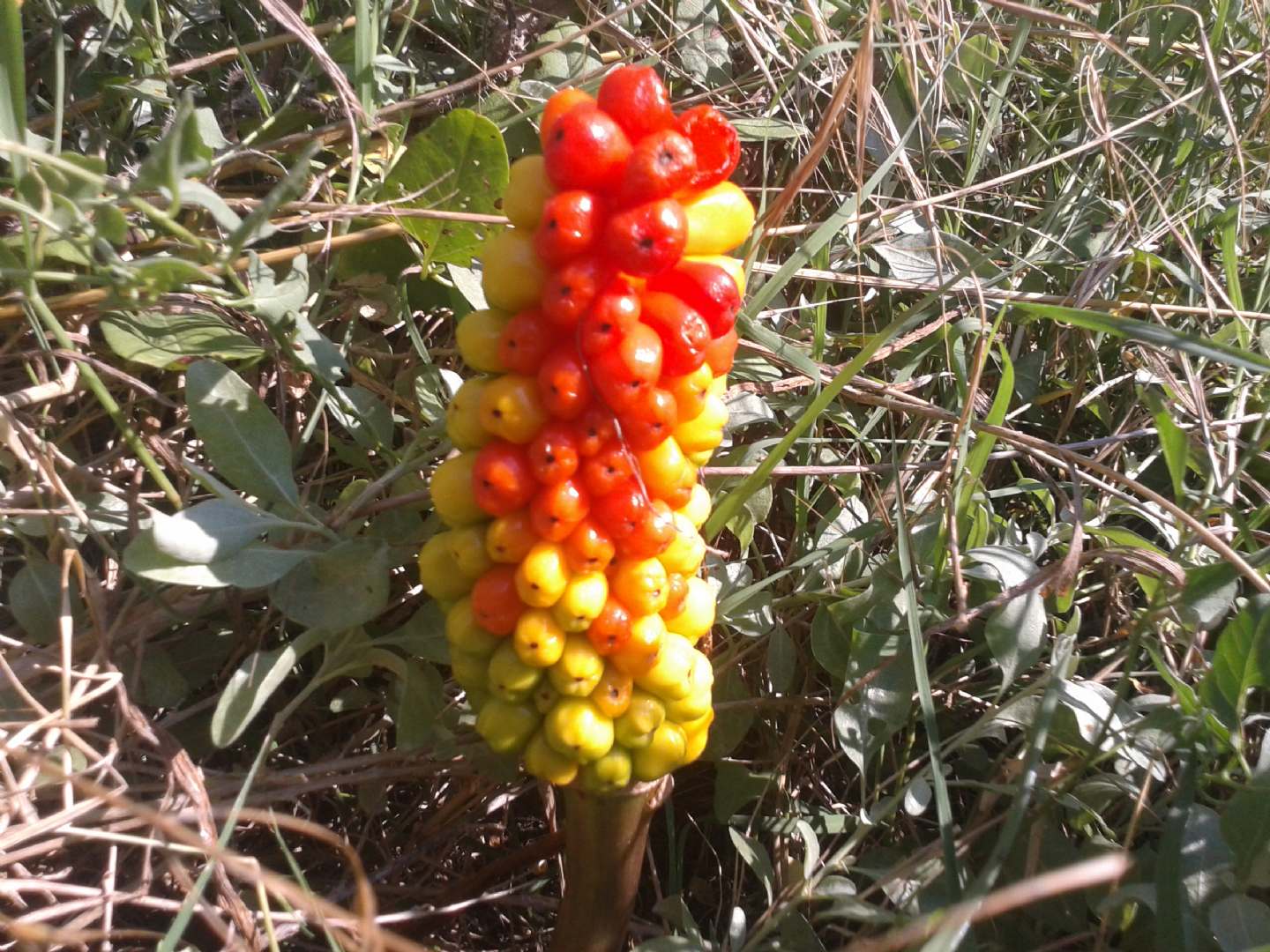 Arum italicum